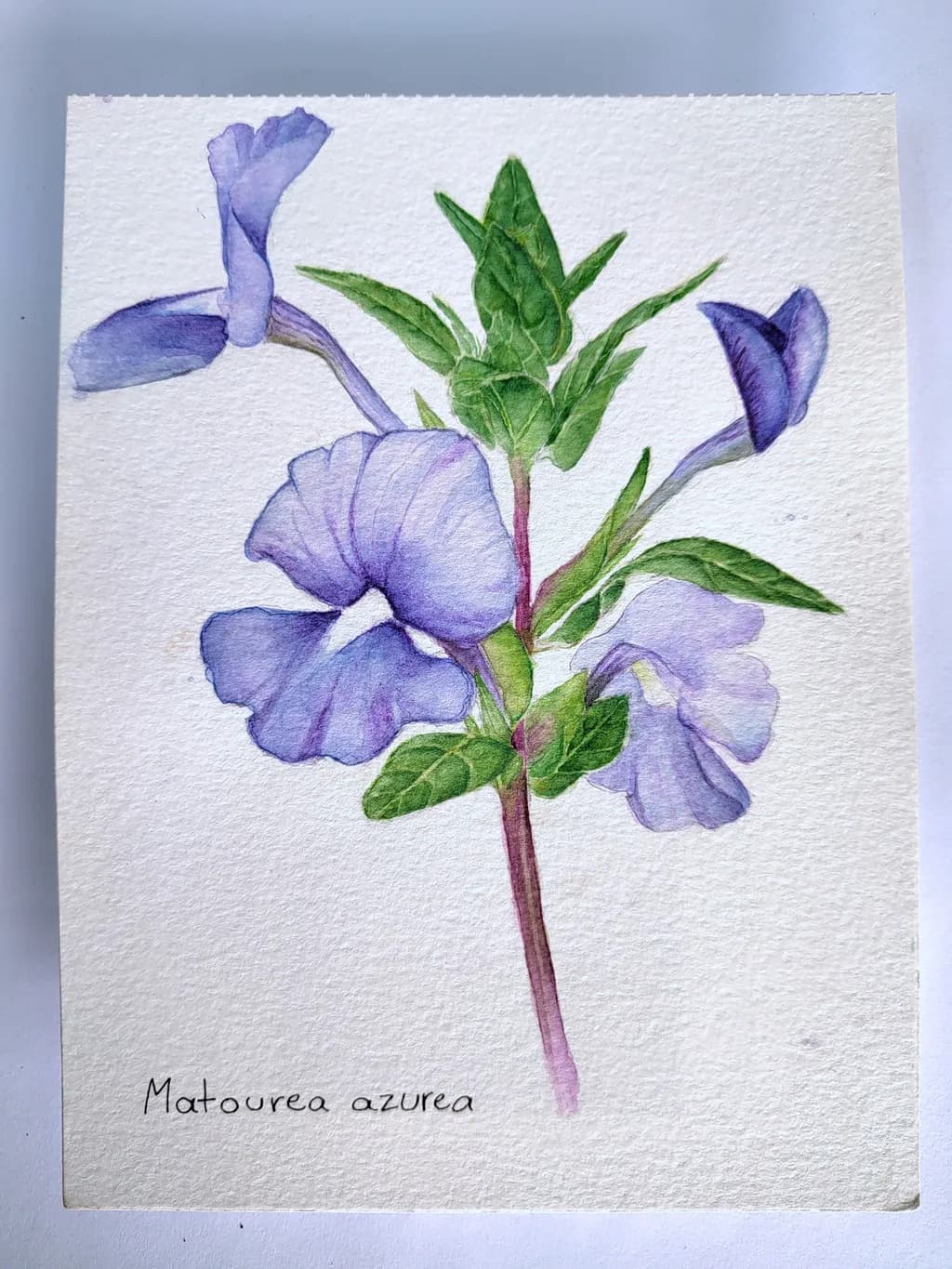 Matourea Azurea