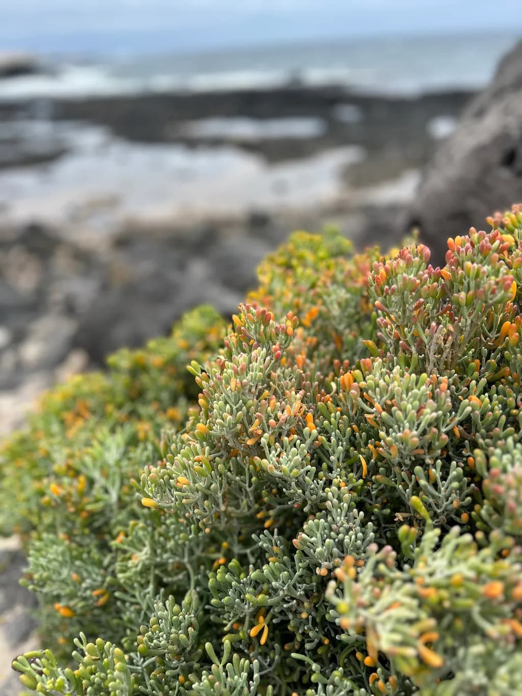 Coastal Succulents