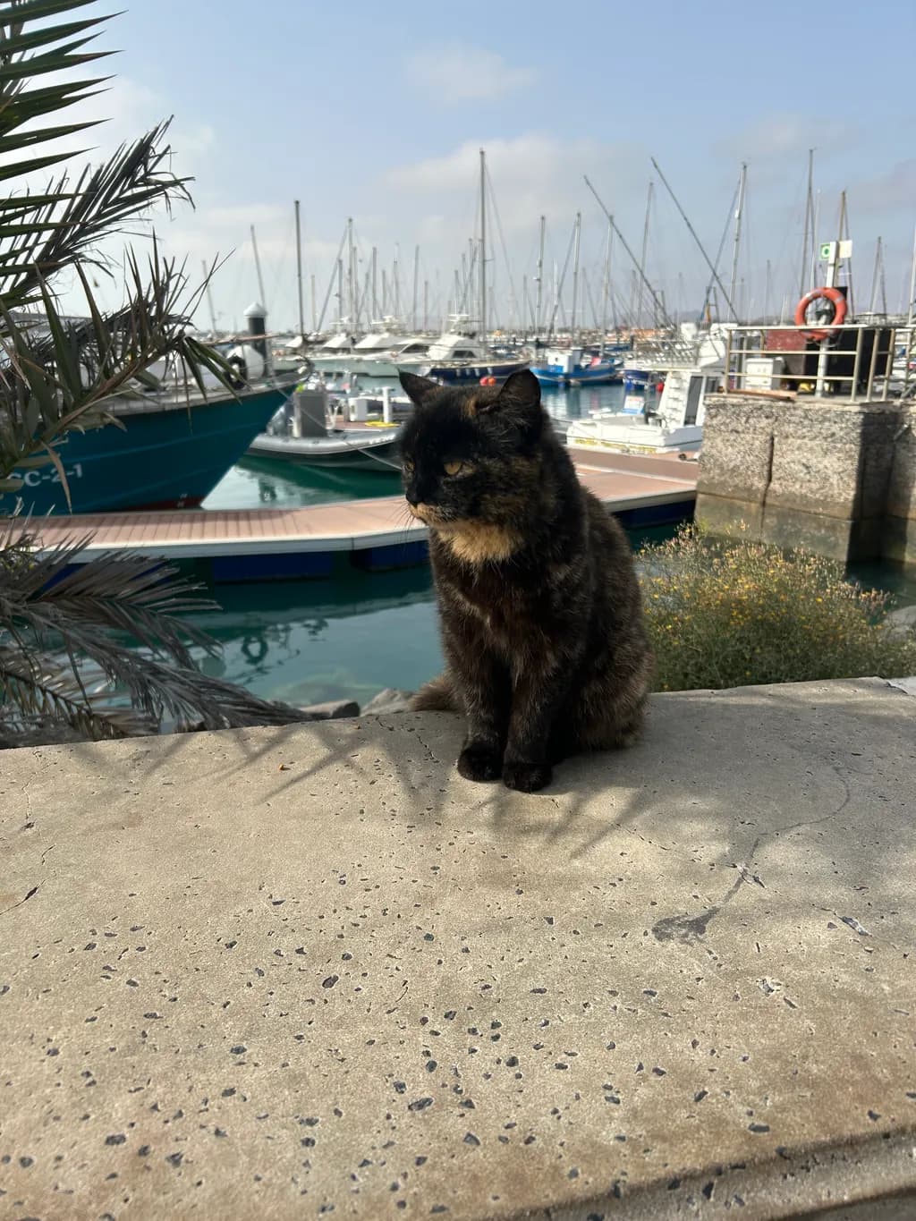 Harbor Watcher