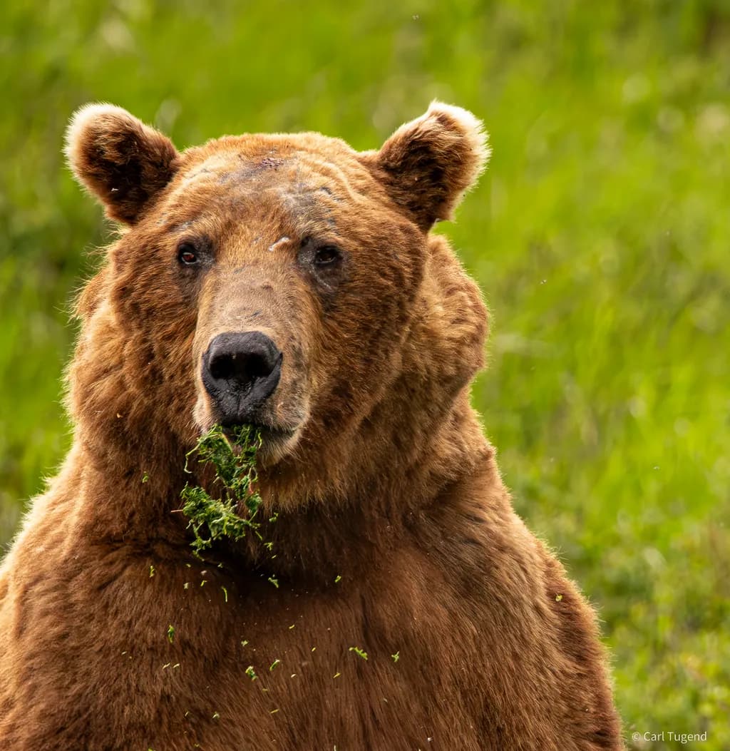 Tirpod Bear