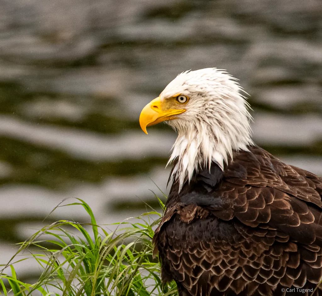 Bald Eagle Portrait