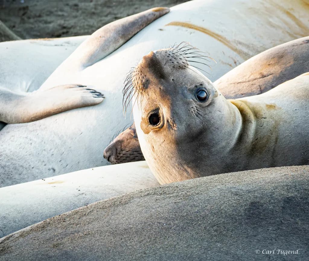 Elephant Seals Gathering