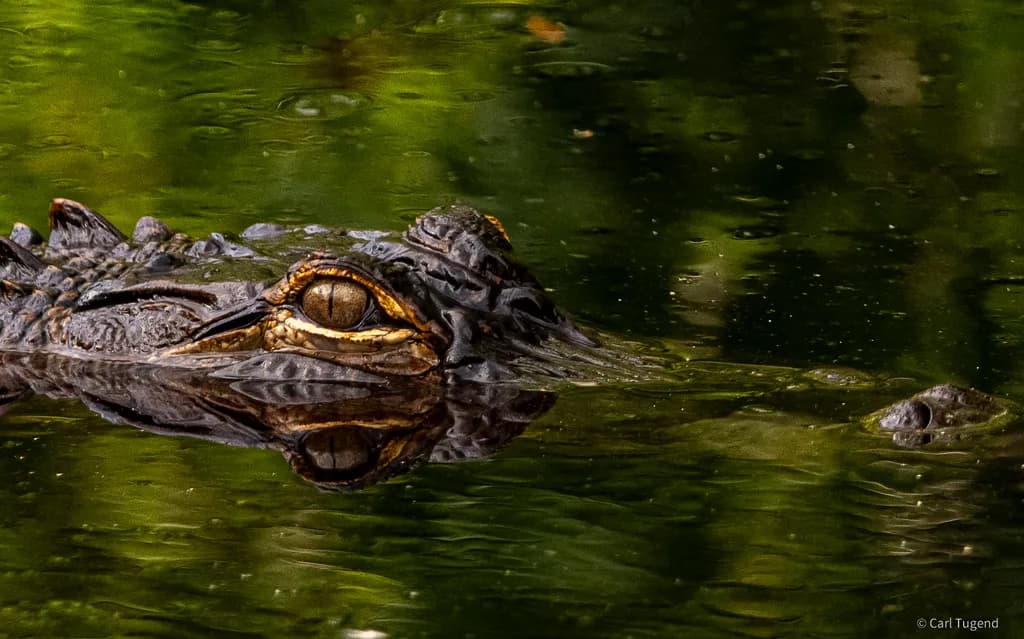 Alligator Gaze