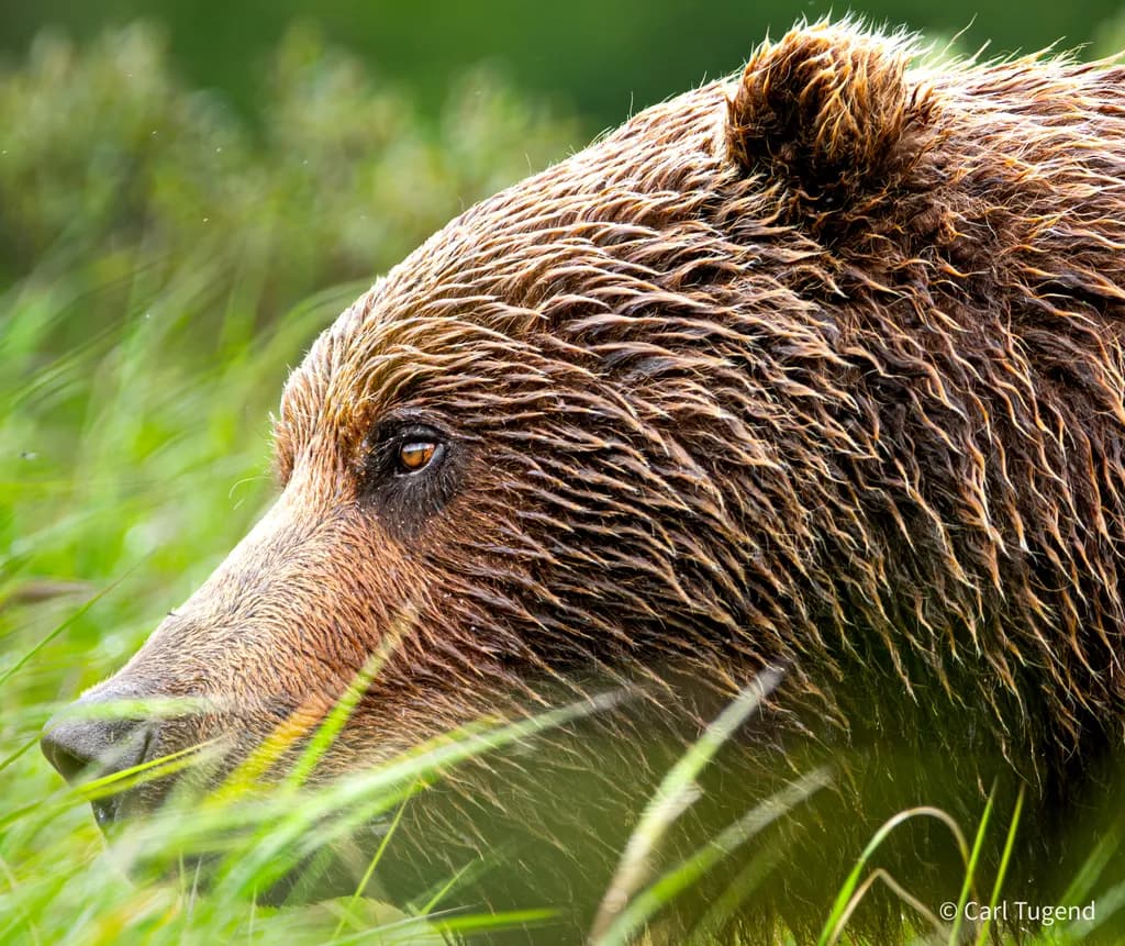 Male Bear Profile