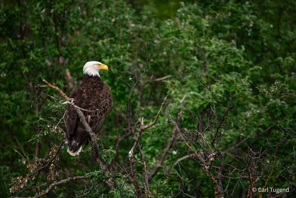 Eagle Perch