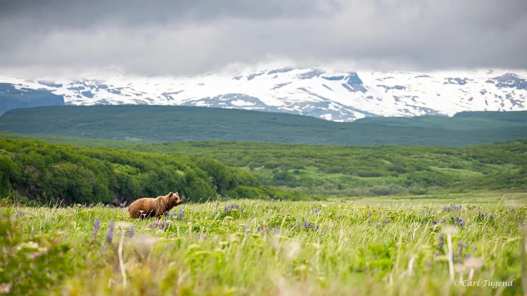 Sow in Meadow