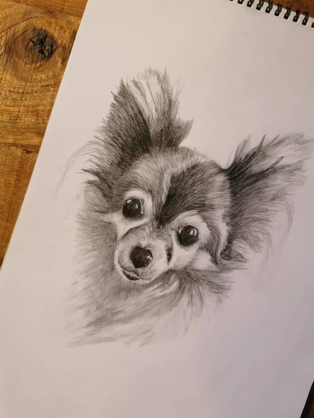 Curious Pup