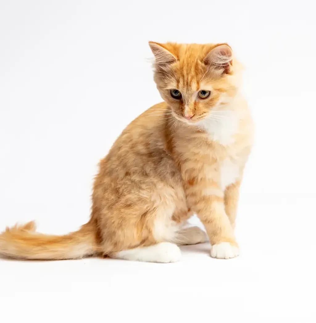 Ginger Gaze