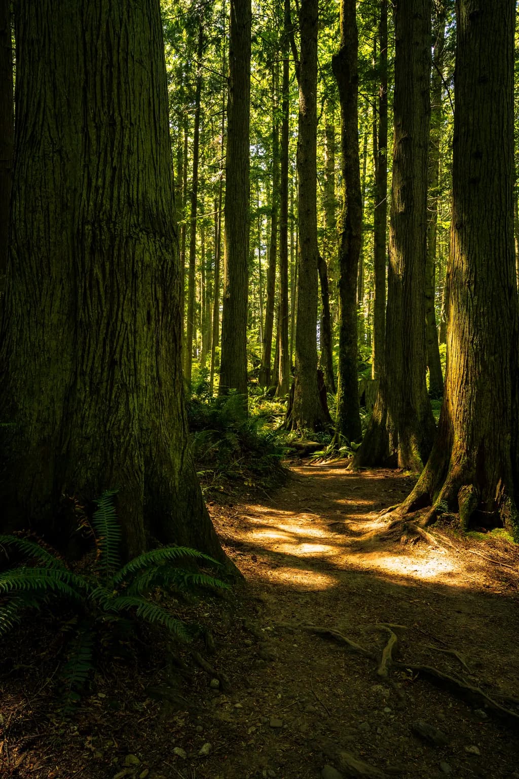 Sunlit Forest Trail