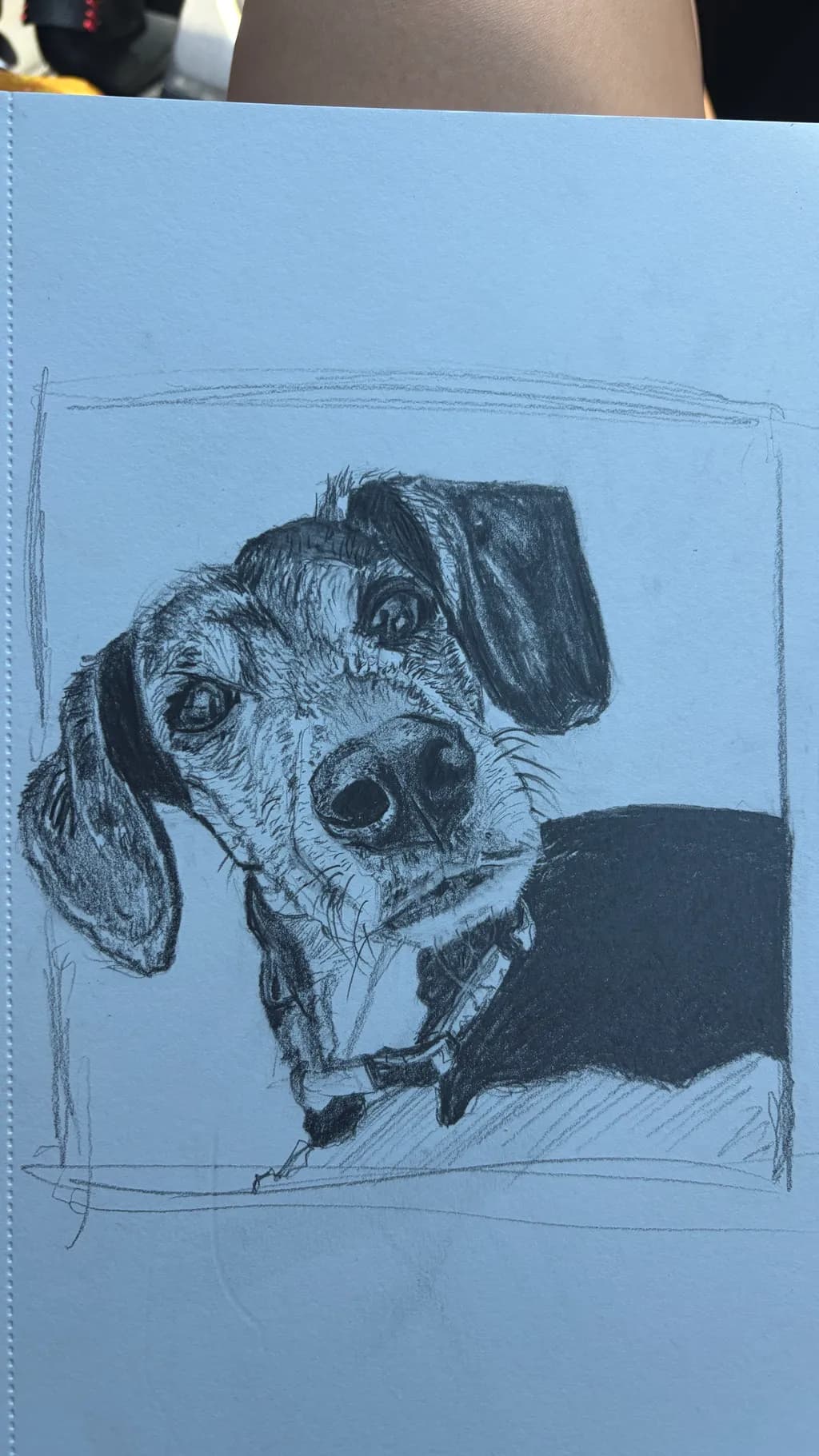 Curious Canine