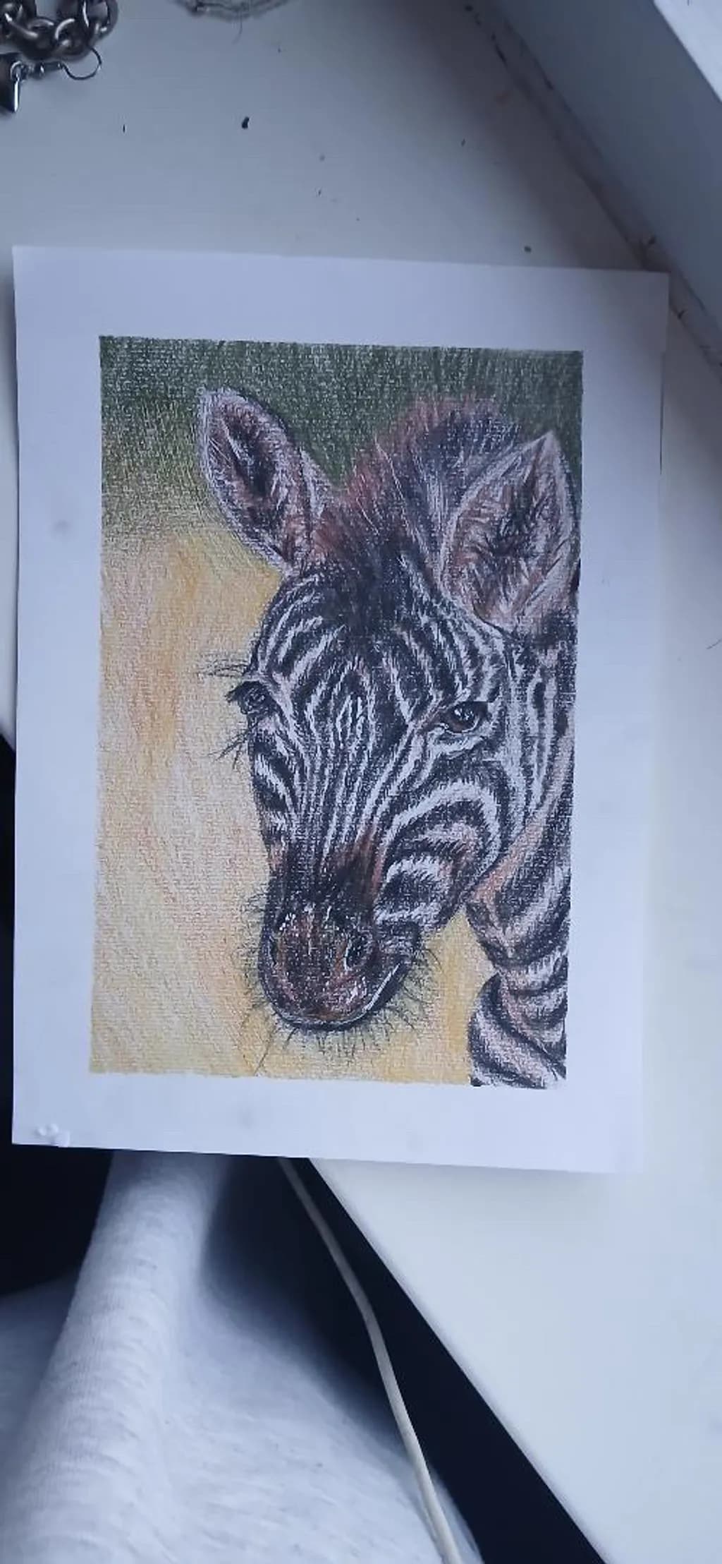 Zebra Gaze