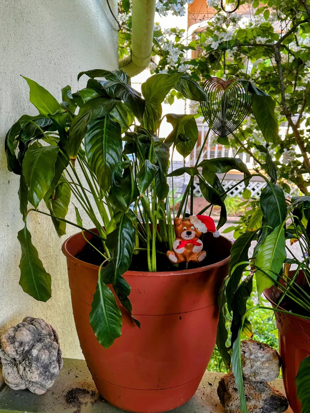 Santa Bear Among Greenery