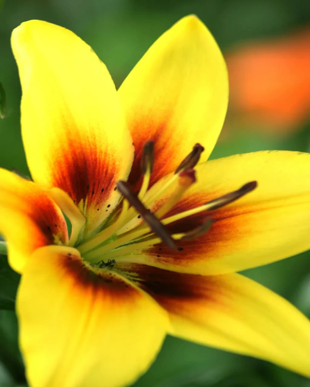 Daylily Encounter