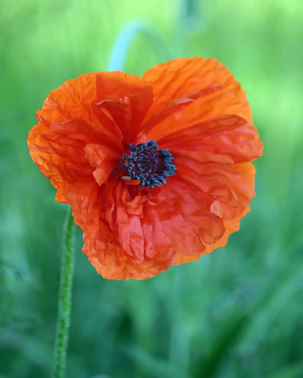 Orange Poppy