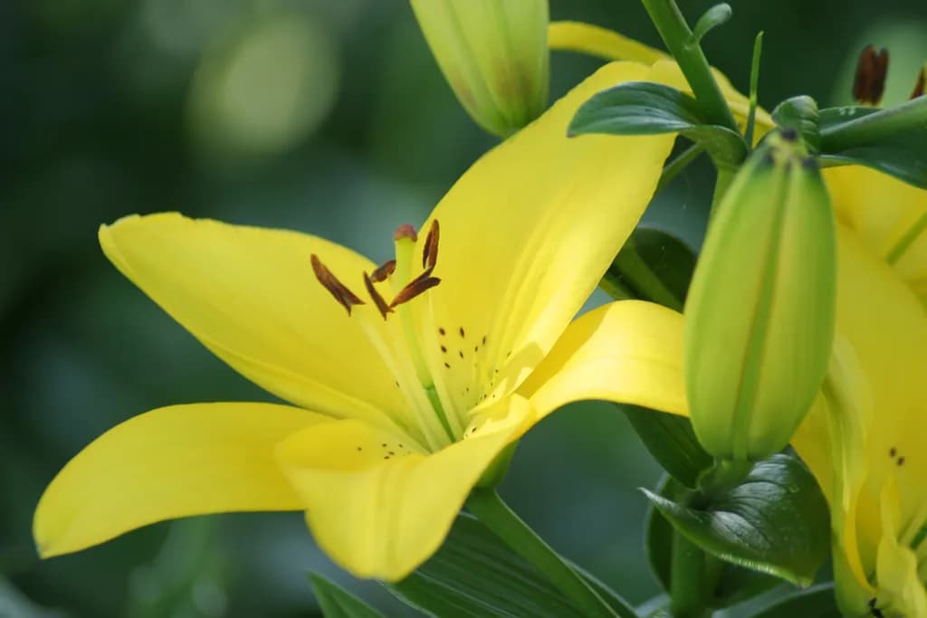 Yellow Daylily Stamen