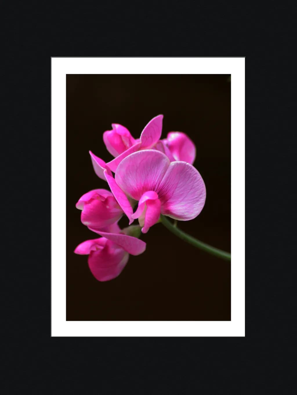 Sweet Pea Bloom