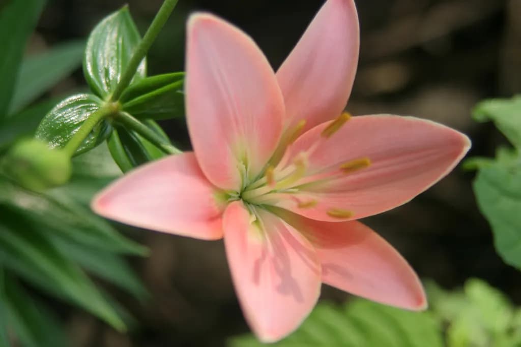 Pink Daylily Bloom