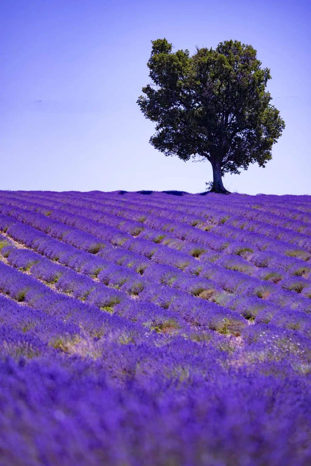 Lavender Horizon