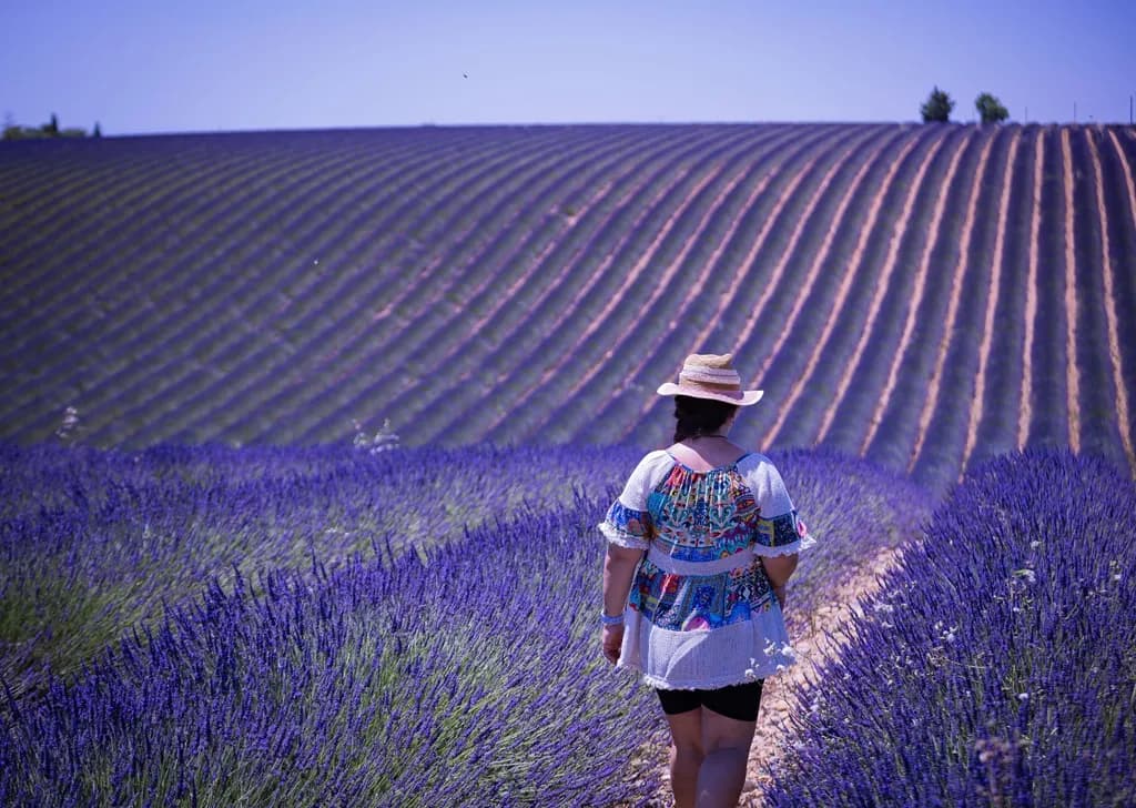 Lavender Trails