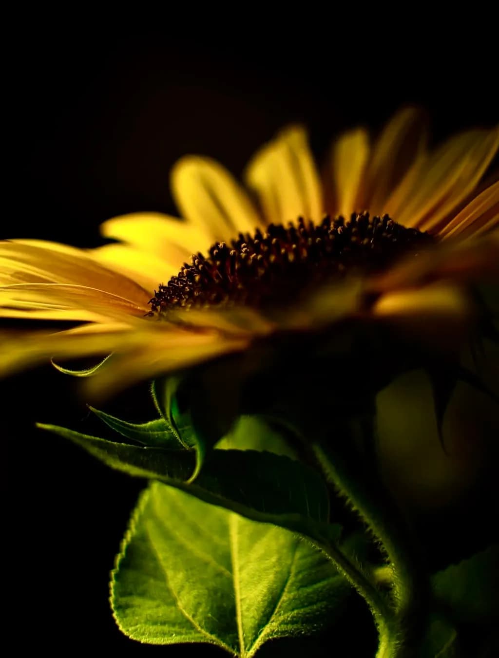 Sunlit Bloom