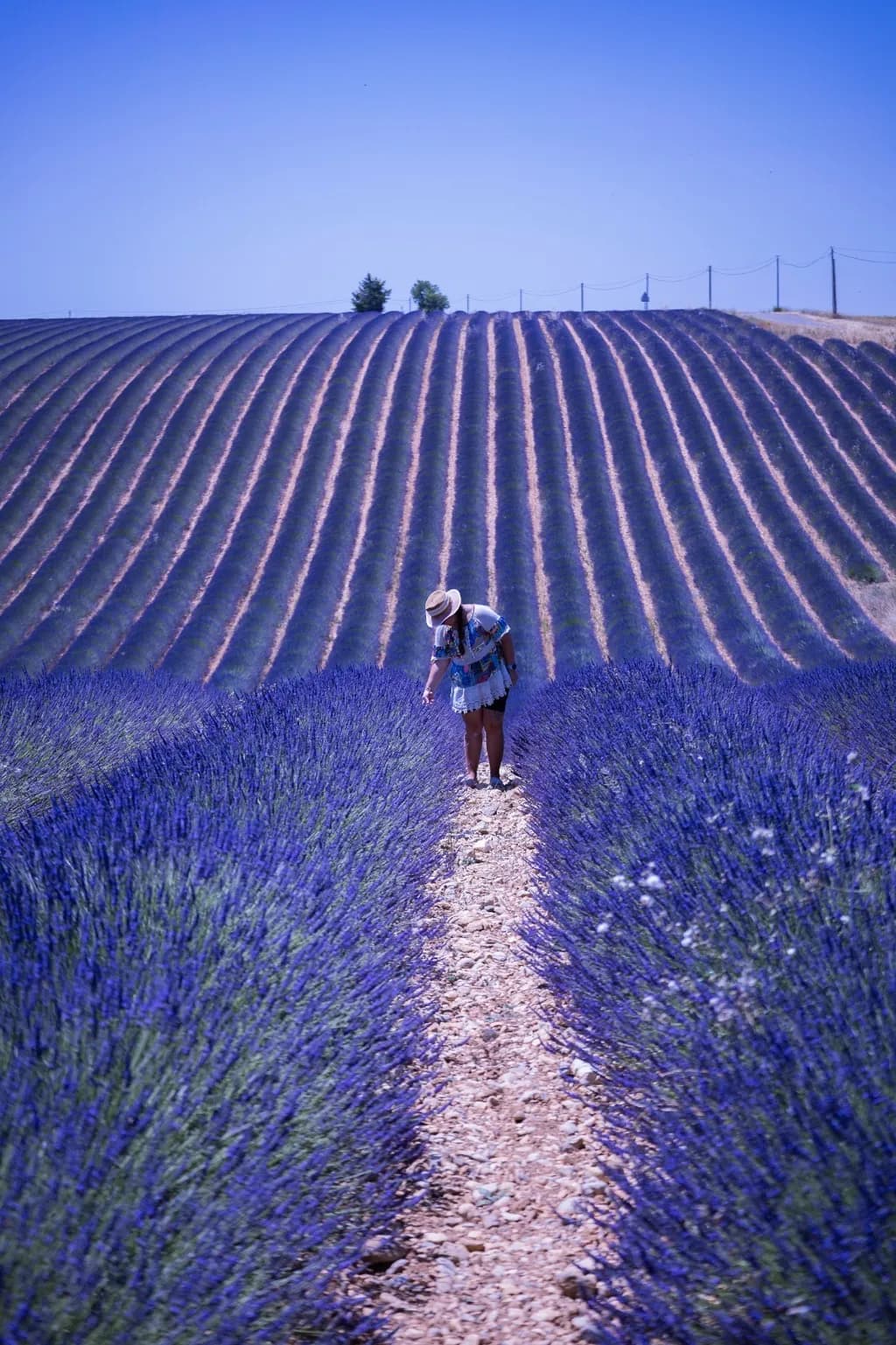 Lavender Pathways