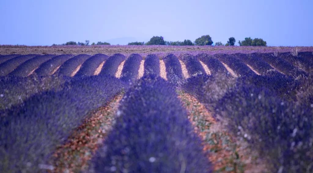 Lavender Waves