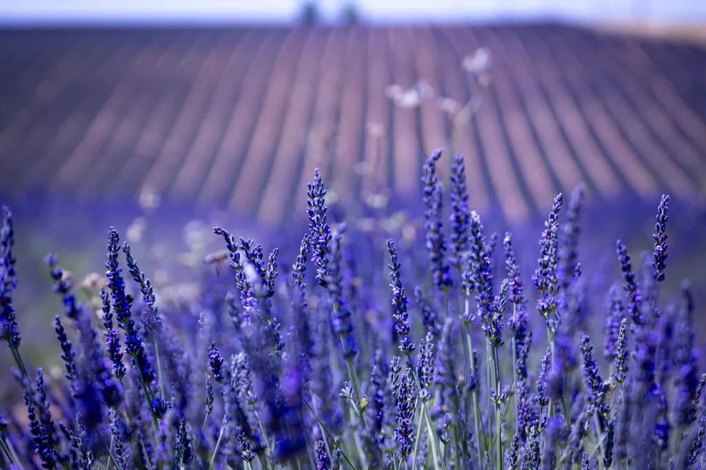 Lavender Field Focus