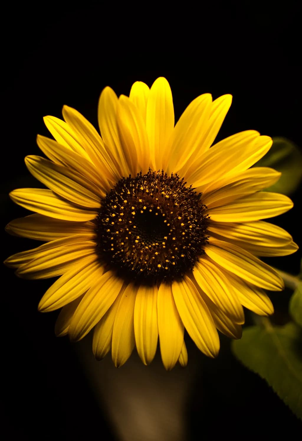 Sunlit Bloom
