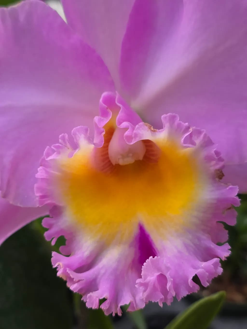 Orchid Ruffles