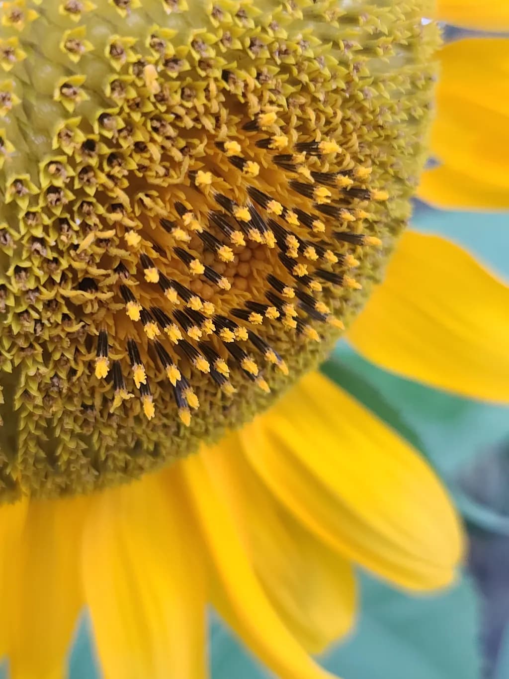 Sunflower Closeup