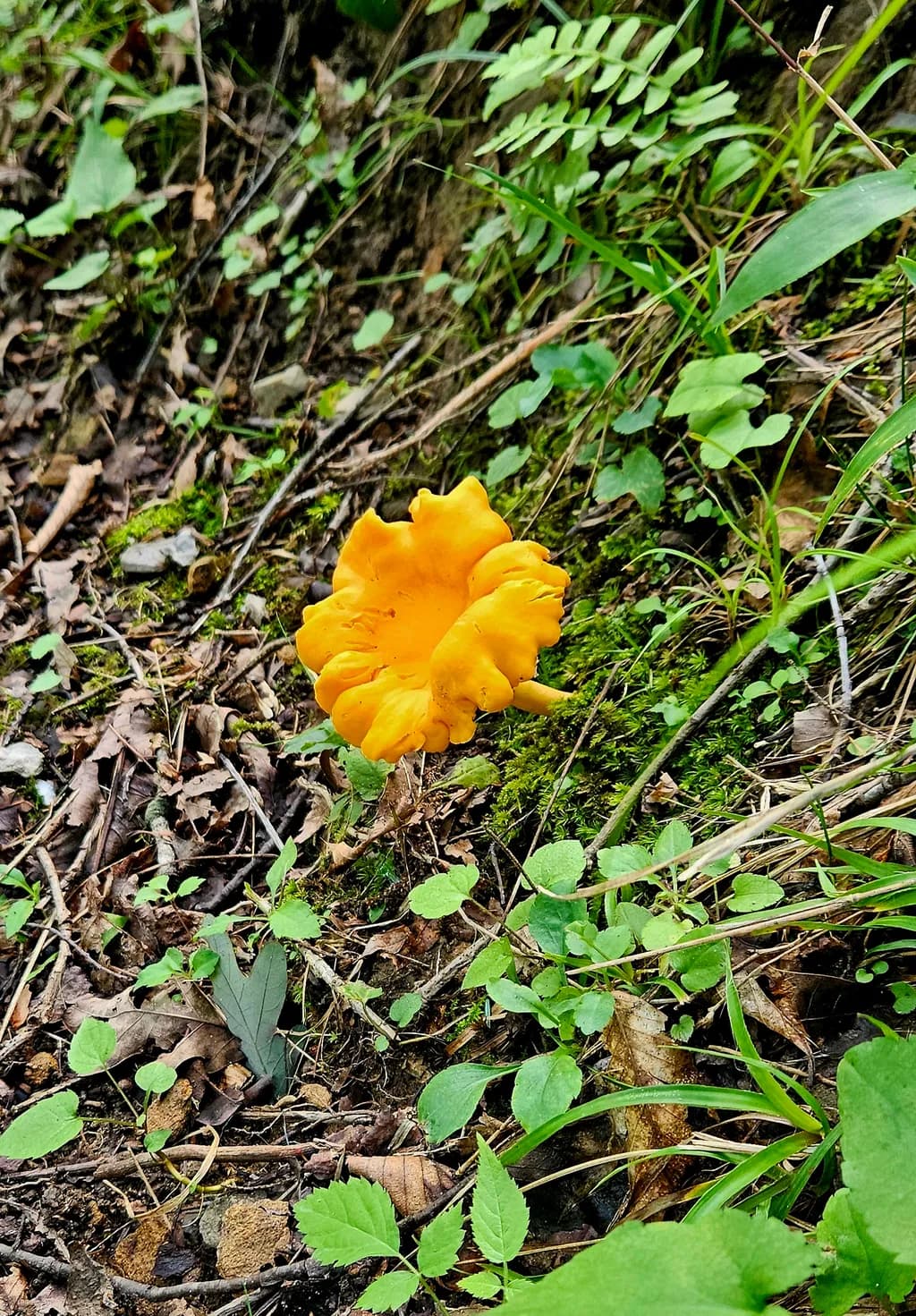 Golden Chanterelle