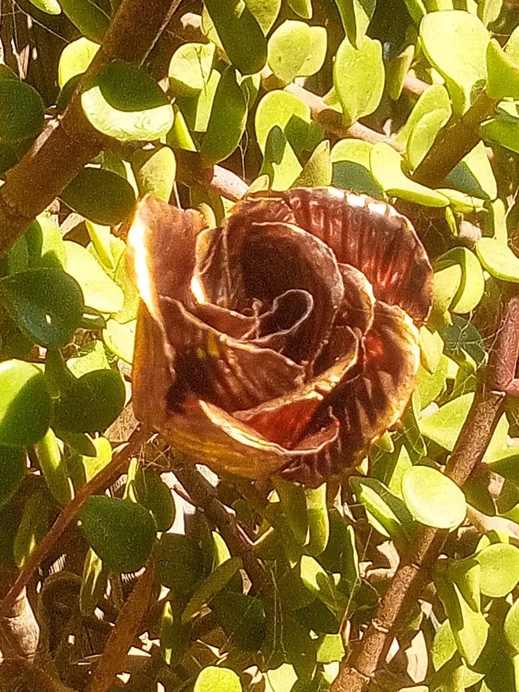 Sunlit Decay