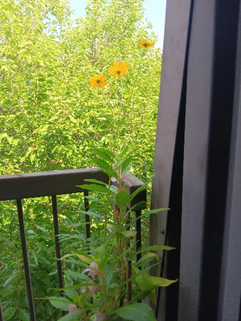 Balcony Blooms