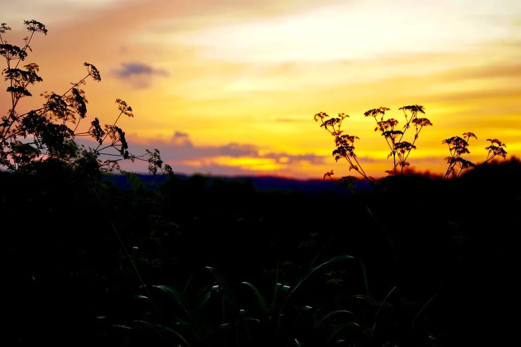 Golden Horizon Silhouettes