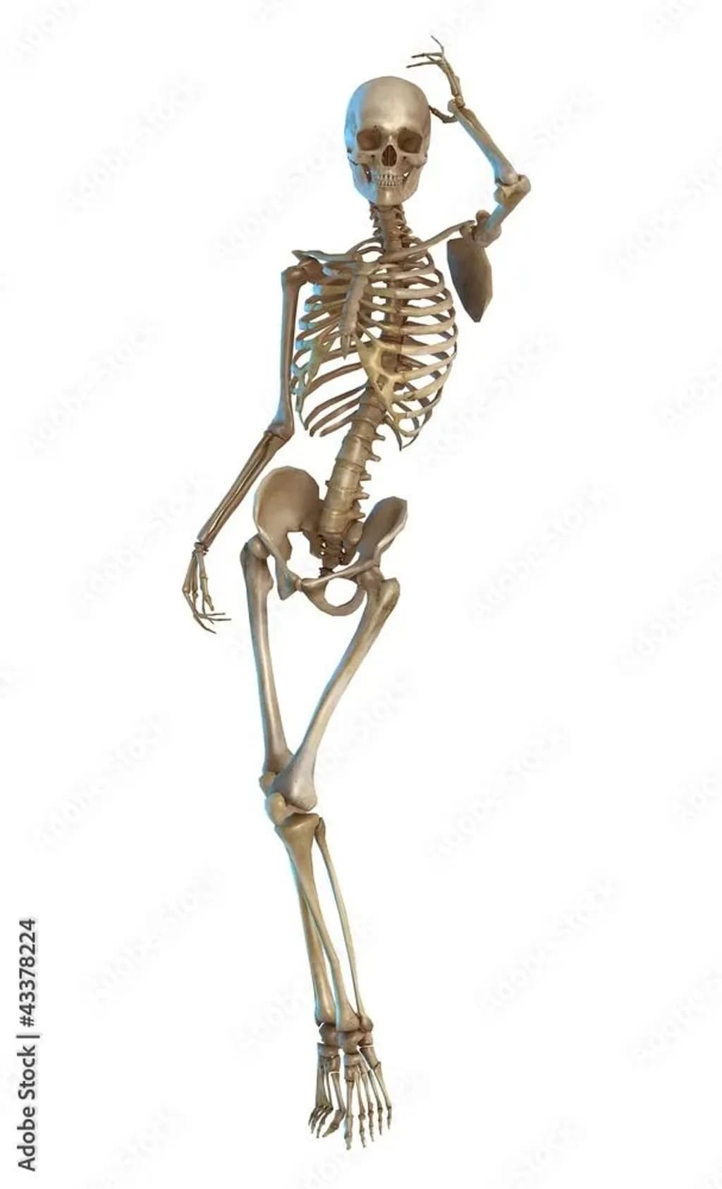 Contemplative Skeleton Pose