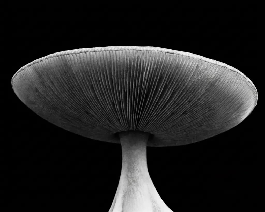 Mushroom Understory