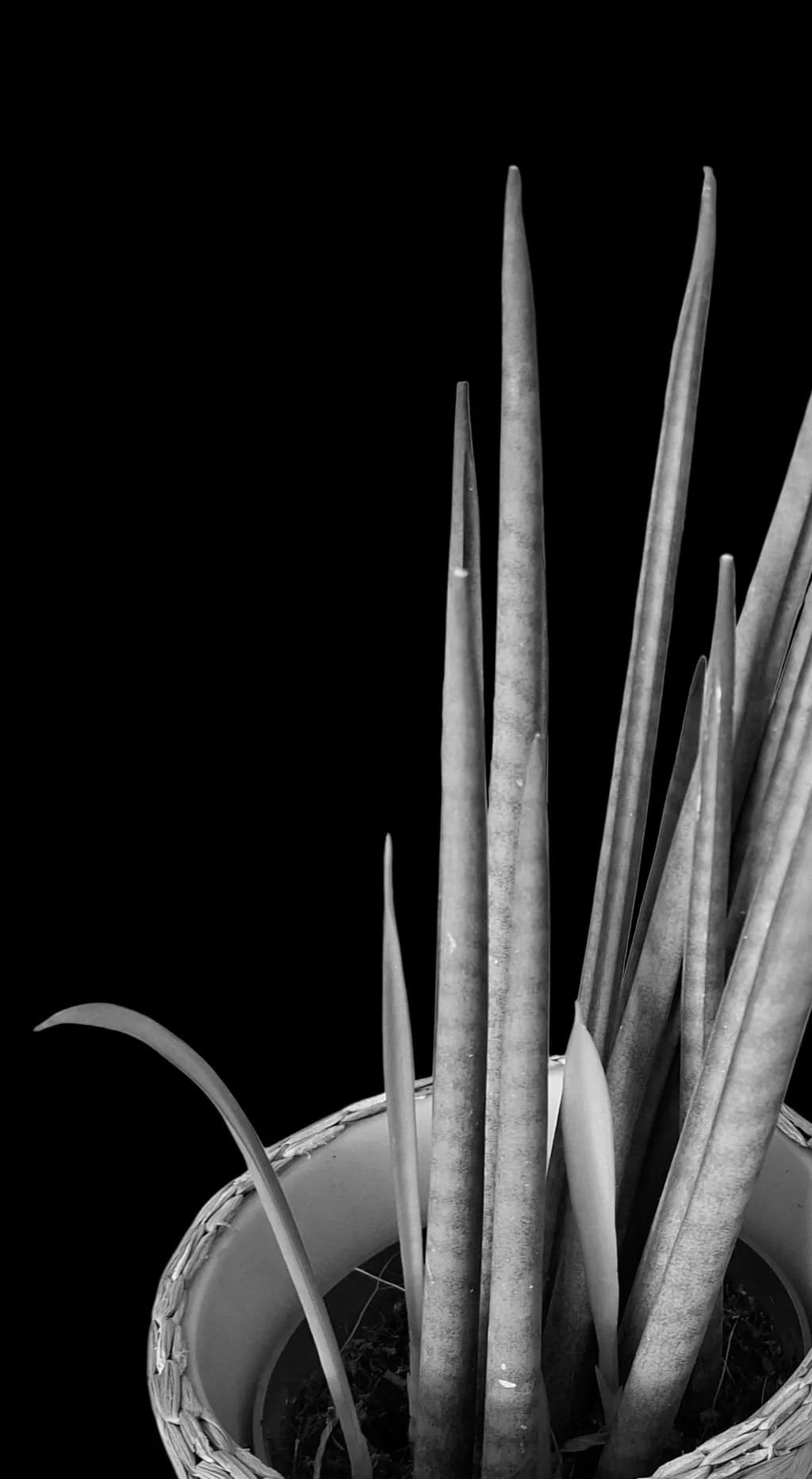 Monochrome Potted Leaves