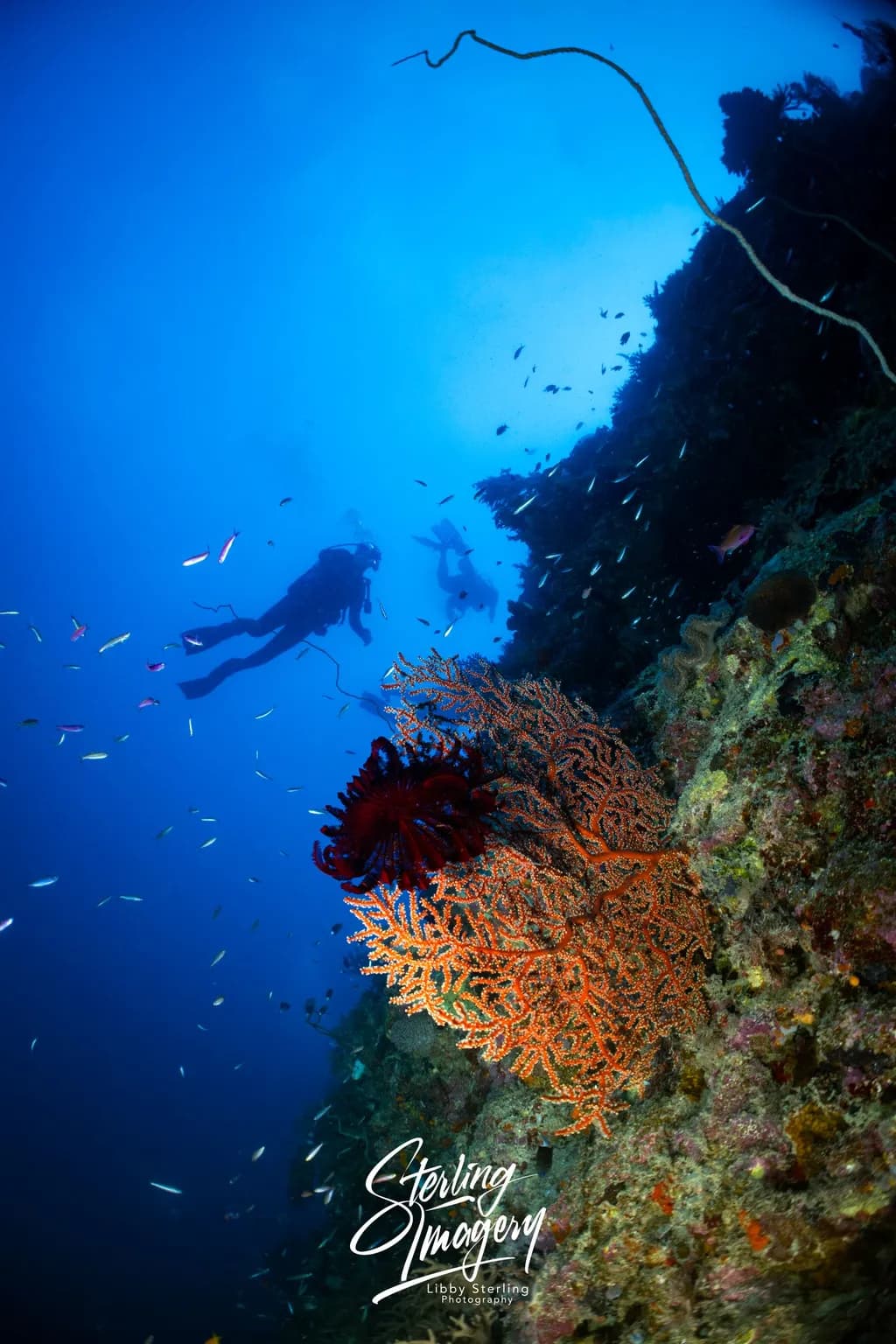 Silent Reef Dive