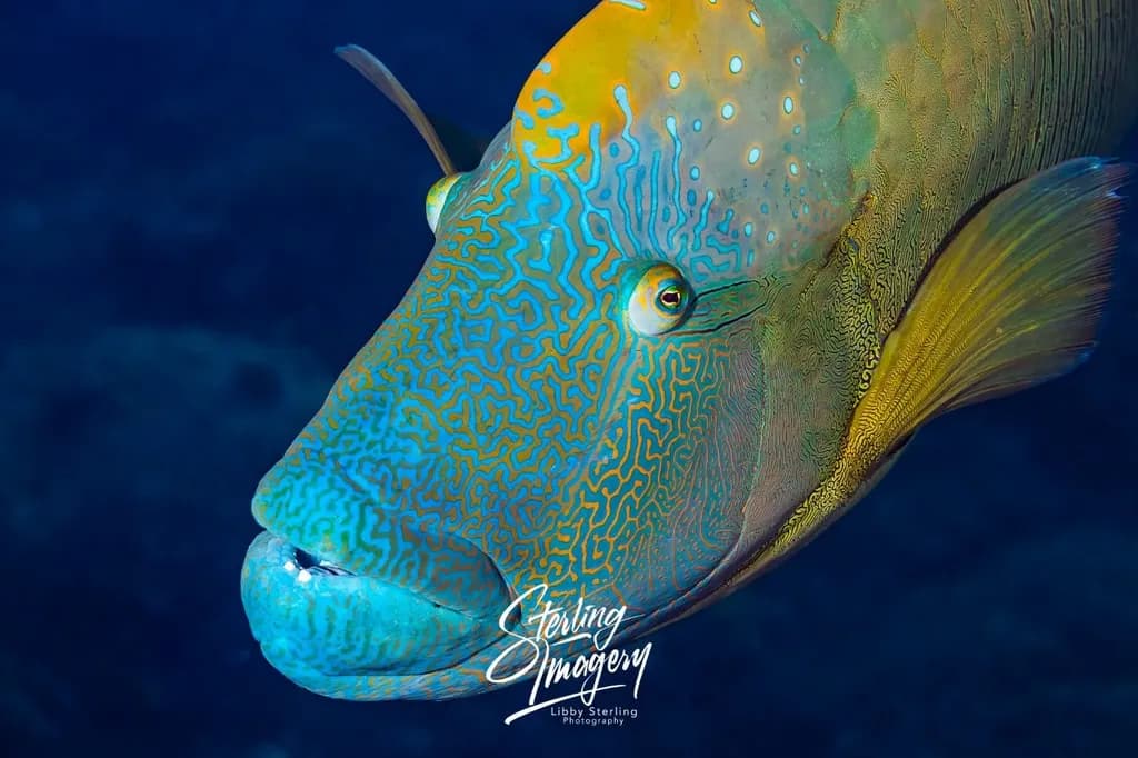 Portrait Fish
