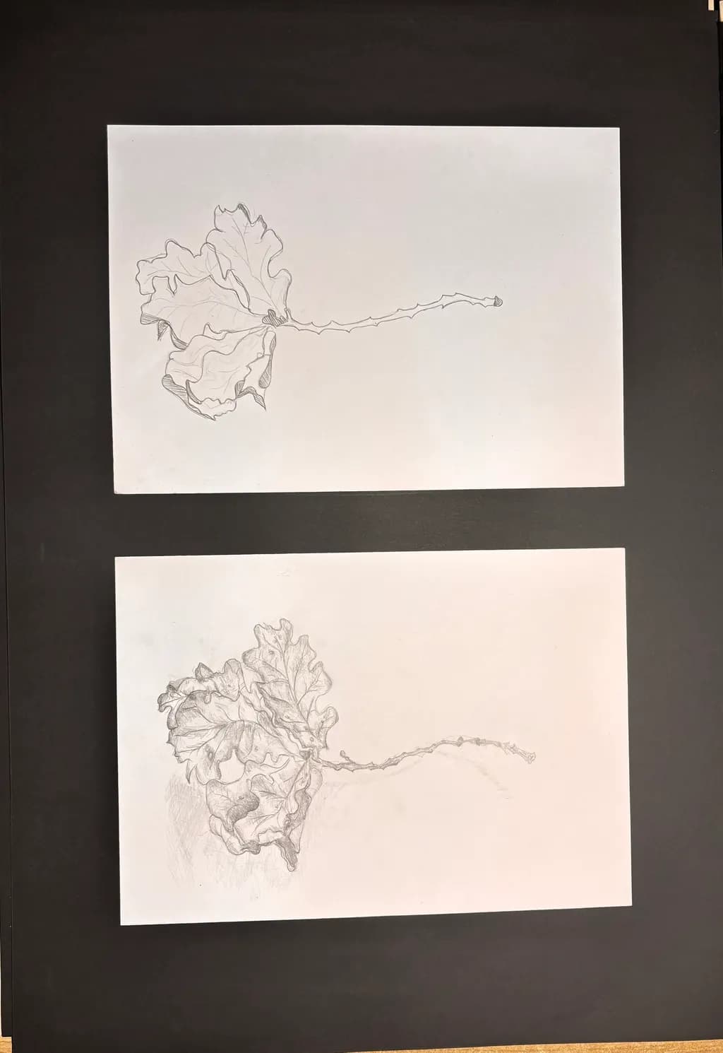 Torn Leaf Study