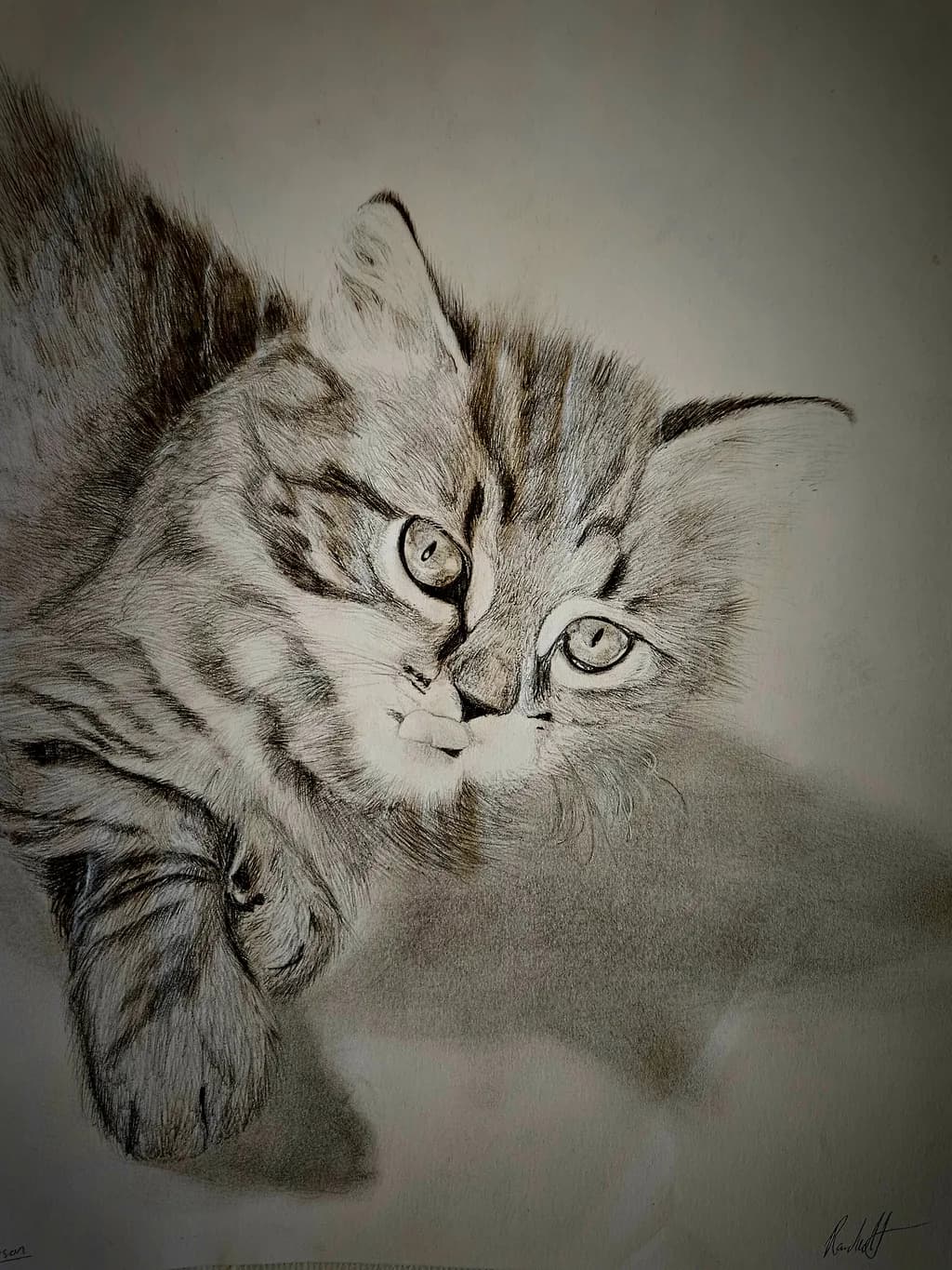 Pensive Tabby
