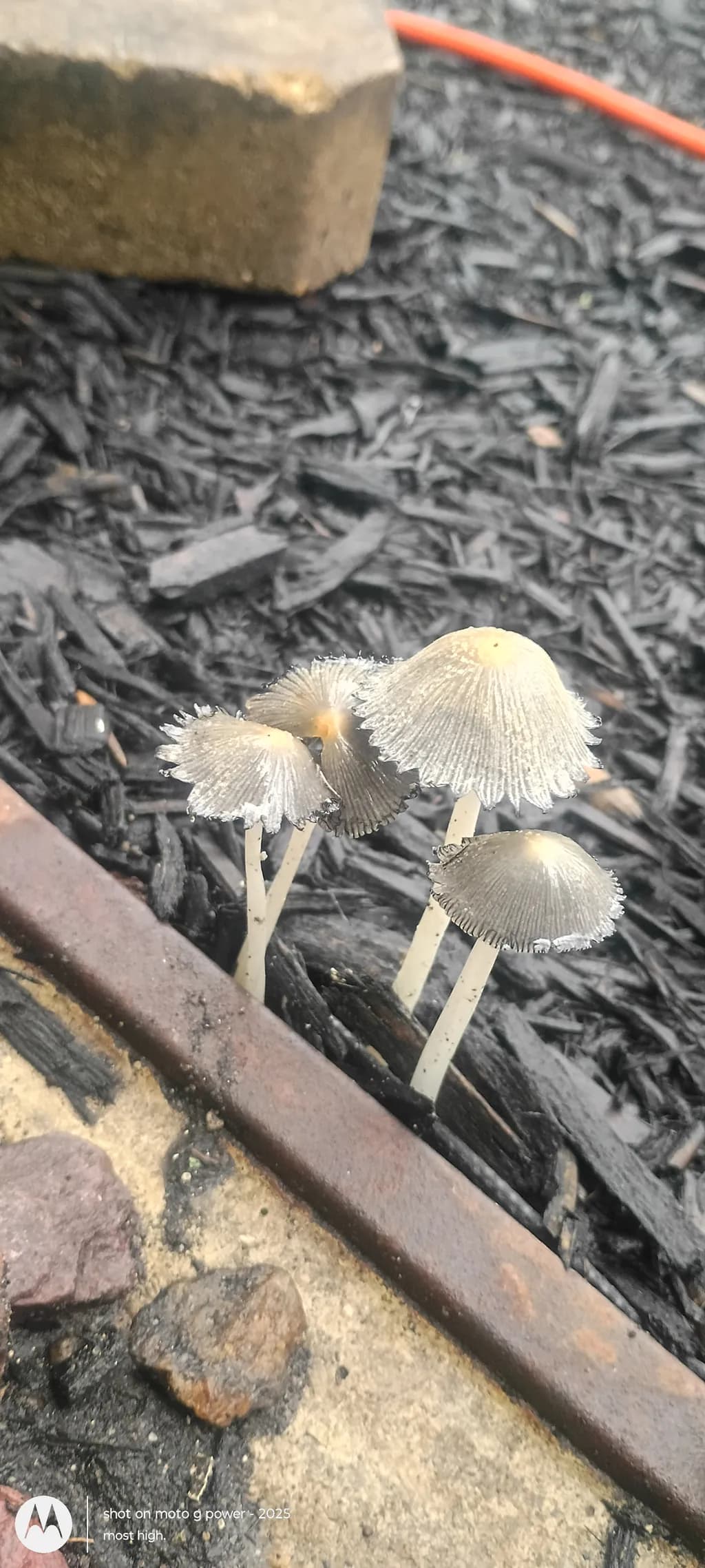 Delicate Inkcap Cluster
