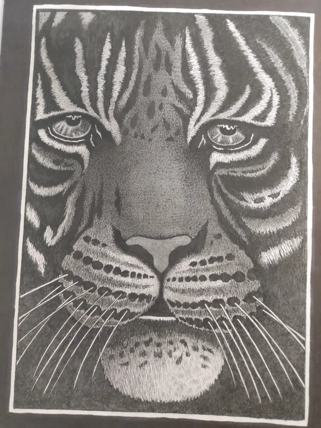 Tiger Gaze