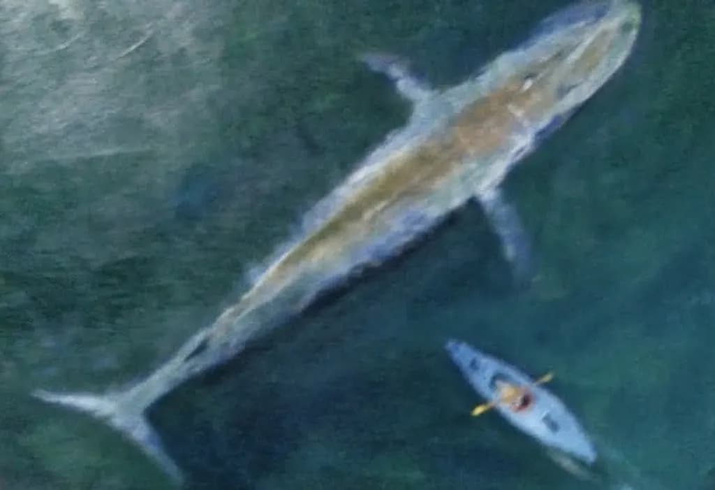 Whale and Kayak