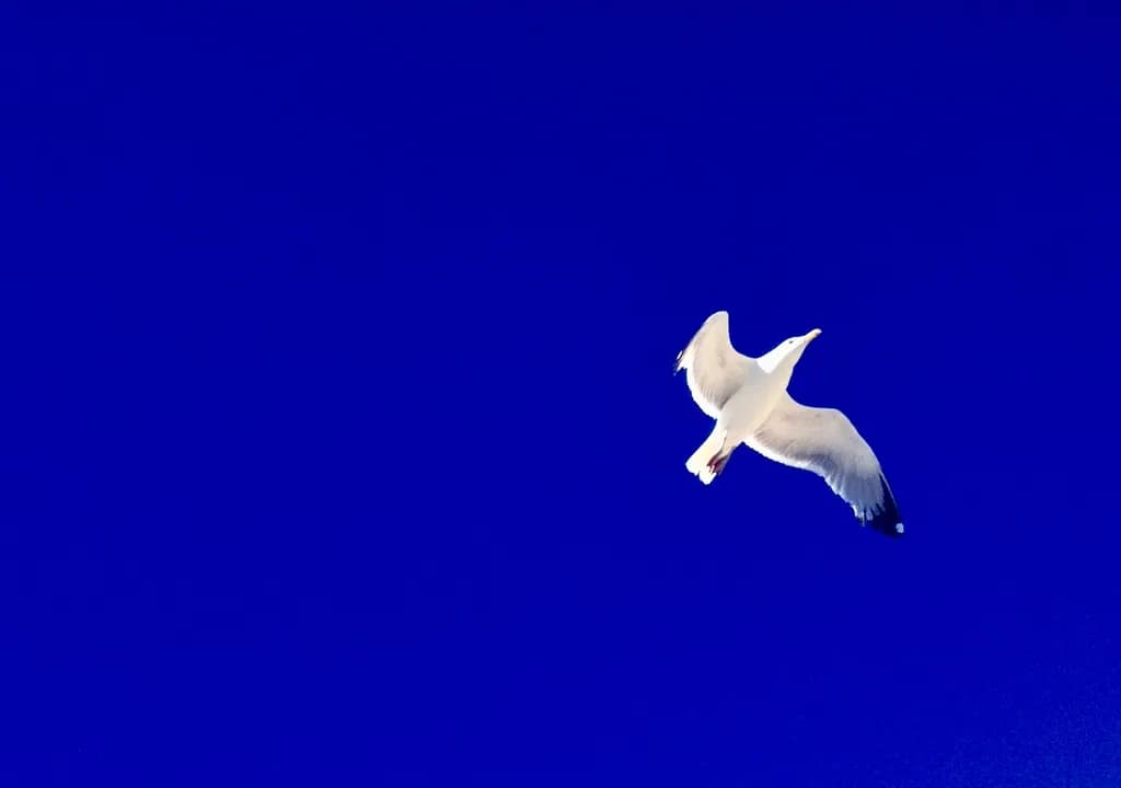 Solitary Flight