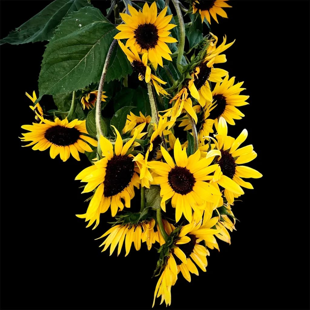 Sunflower Cascade