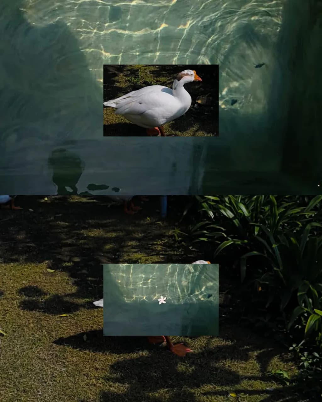 Pond Reflection