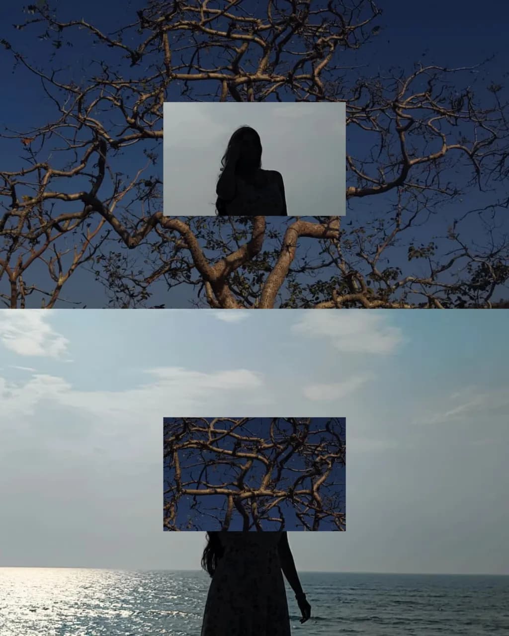 Shadowed Branches