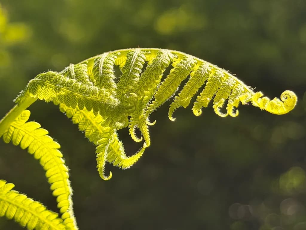 Flickering Fern Fronds