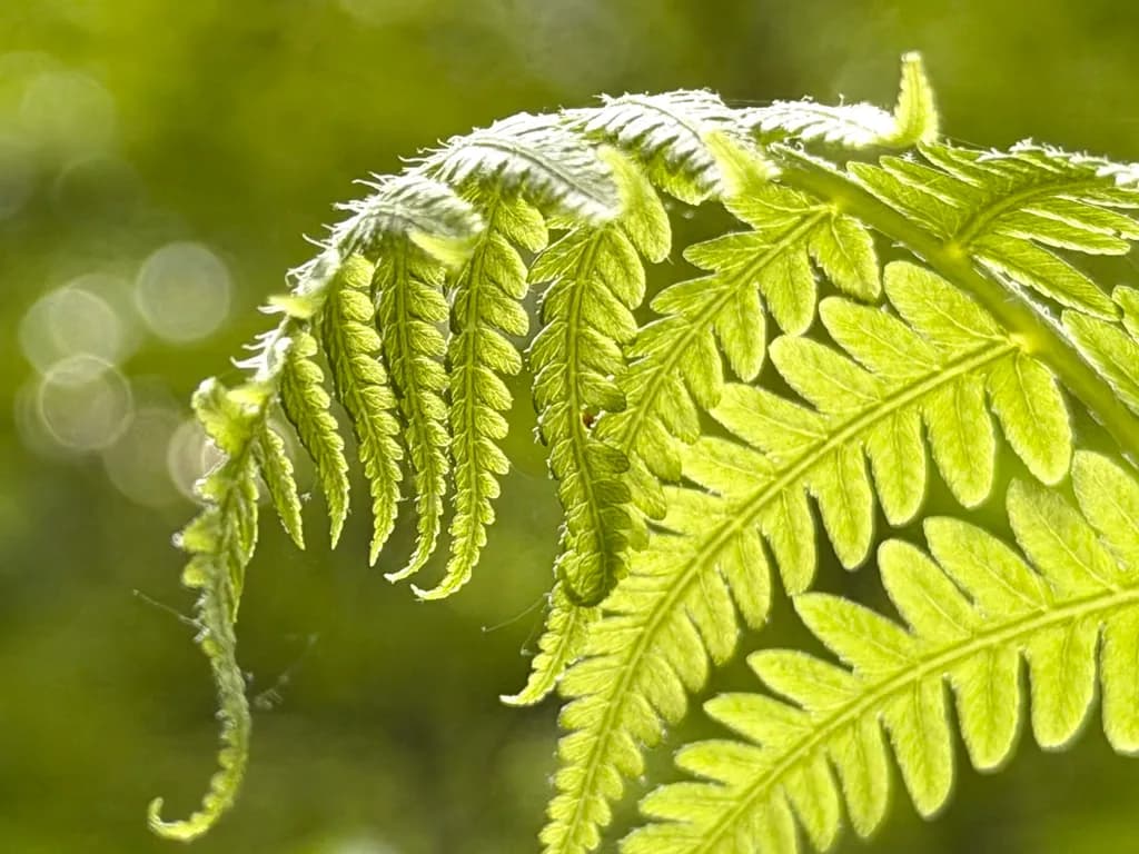 Fern Curves